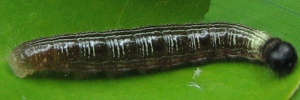 Final Larvae Side of Broad-banded Awl - Hasora hurama hurama
